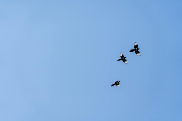 Claves Esenciales para una Vida Saludable